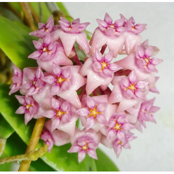 Hoya parasitica PINK flowers sklep z kwiatami hoya