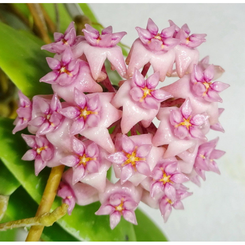 Hoya parasitica PINK flowers sklep z kwiatami hoya