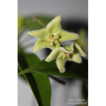 Hoya chlorantha store with hoya flowers