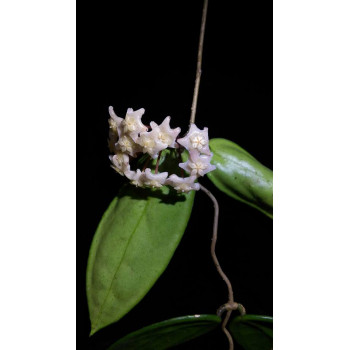 Hoya vangviengensis big leaves sklep z kwiatami hoya