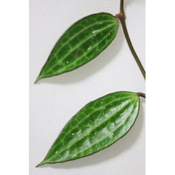 Hoya macrophylla with splash leaves EPC-791 sklep z kwiatami hoya