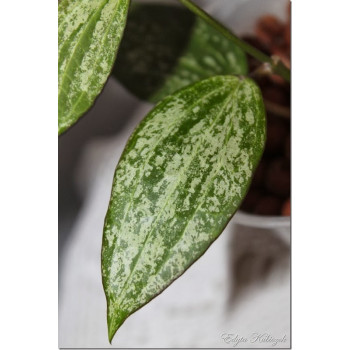 Hoya macrophylla with splash leaves EPC-791 sklep z kwiatami hoya