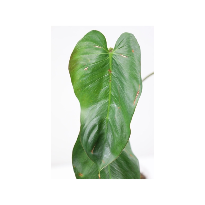 Philodendron magnum - HOYAPASSION