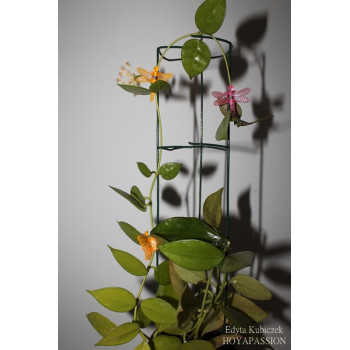 Hoya aff. pusilla sklep z kwiatami hoya