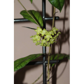 Hoya forbesii EPC-540 store with hoya flowers