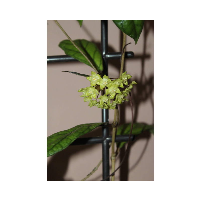 Hoya forbesii EPC-540 store with hoya flowers