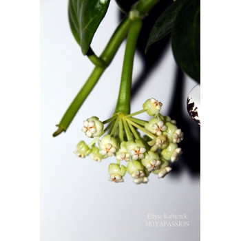 Hoya pachyclada 'Apodagis' store with hoya flowers