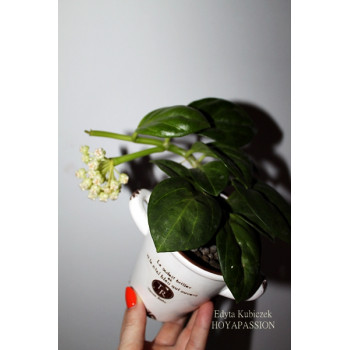 Hoya pachyclada 'Apodagis' sklep z kwiatami hoya