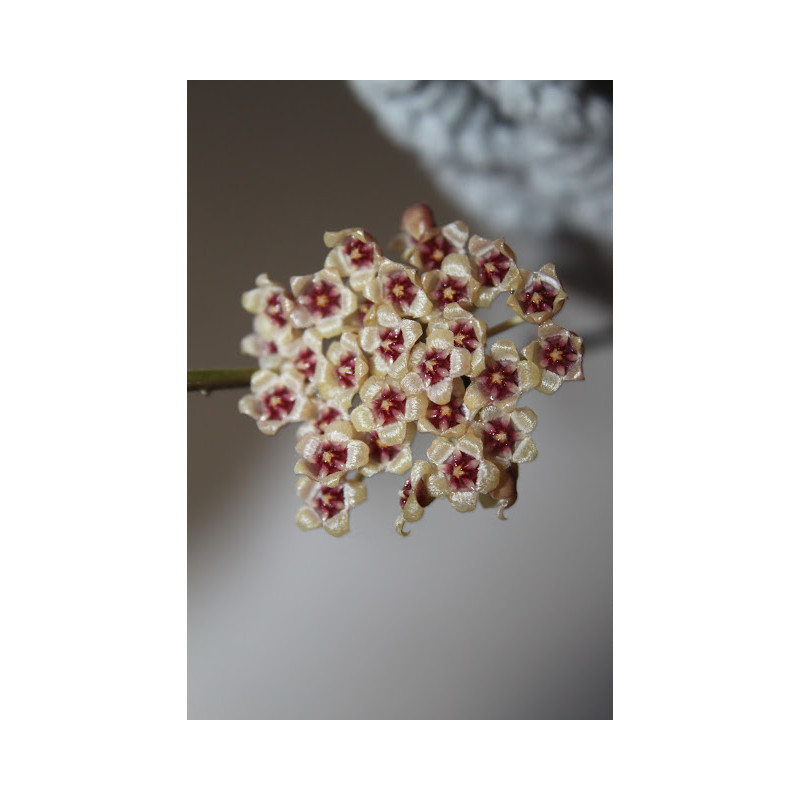 Hoya sipitangensis ( true ) EPC-949 sklep z kwiatami hoya