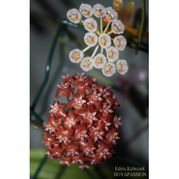 Hoya aff. pusilla sklep z kwiatami hoya