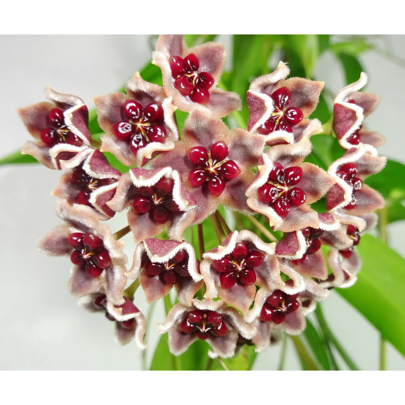 Hoya globulifera sklep z kwiatami hoya