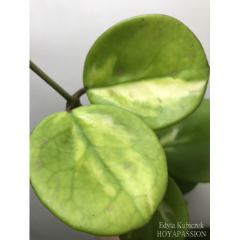 Hoya obovata variegata 'Picta' internet store