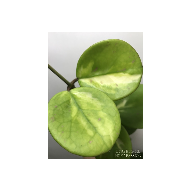 Hoya obovata variegata 'Picta' sklep z kwiatami hoya