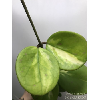 Hoya obovata variegata 'Picta' sklep z kwiatami hoya