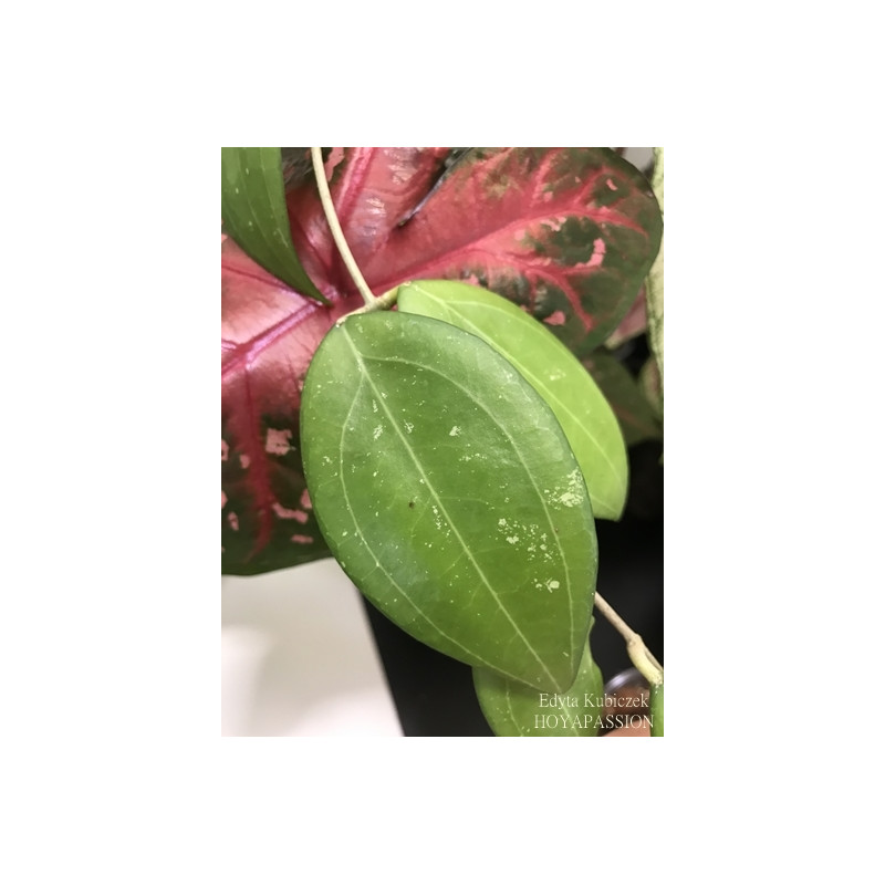 Hoya elmeri sklep z kwiatami hoya