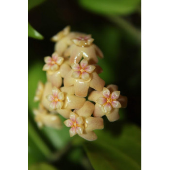 Hoya neoebudica sklep z kwiatami hoya