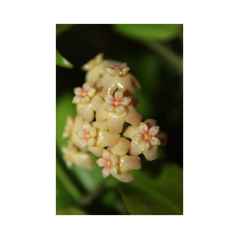 Hoya neoebudica sklep z kwiatami hoya