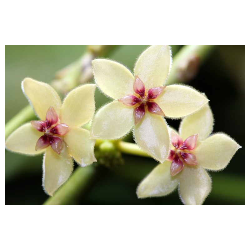 Hoya kastbergii sklep z kwiatami hoya