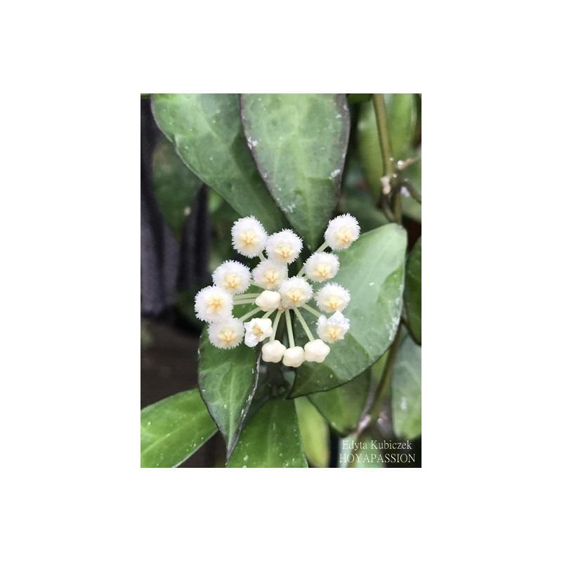 Hoya lacunosa 'Borneo' sklep z kwiatami hoya