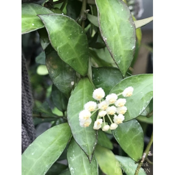 Hoya lacunosa 'Borneo' sklep z kwiatami hoya