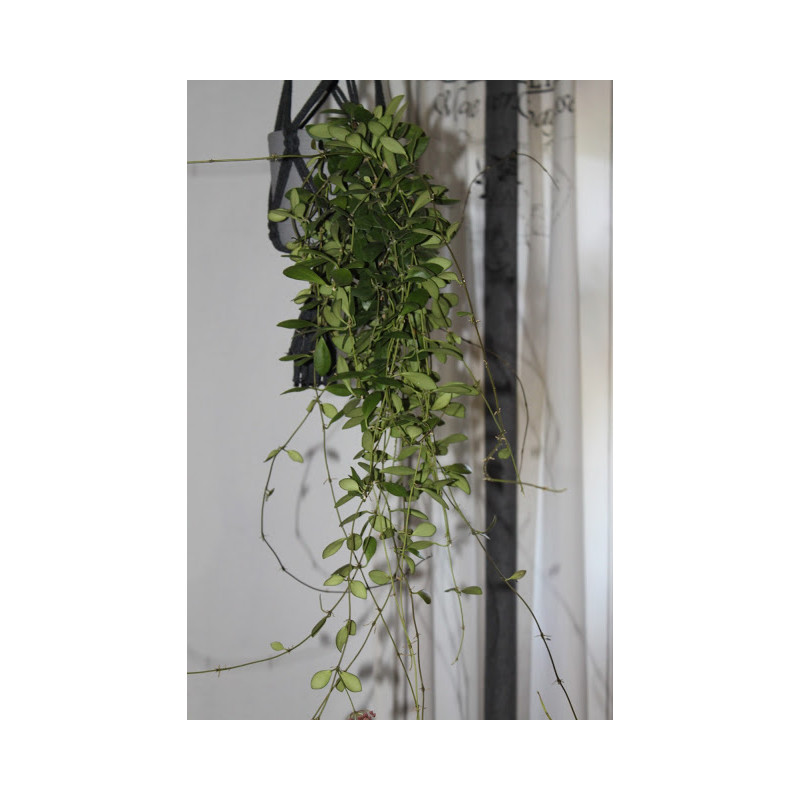 Hoya leytensis sklep z kwiatami hoya