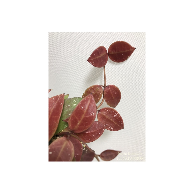 Hoya aff. walliniana UT0152 sklep z kwiatami hoya