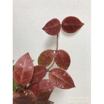 Hoya aff. walliniana UT0152 sklep z kwiatami hoya