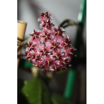 Hoya erythrostemma IML1423 sklep z kwiatami hoya