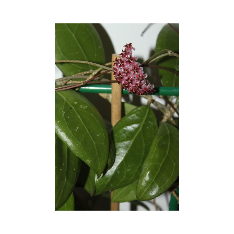 Hoya erythrostemma IML1423 store with hoya flowers