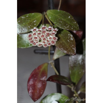 Hoya sipitangensis ( Ted Green ) sklep z kwiatami hoya
