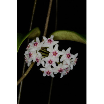 Hoya rostellata sklep z kwiatami hoya