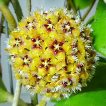 Hoya mindorensis Orange sklep z kwiatami hoya