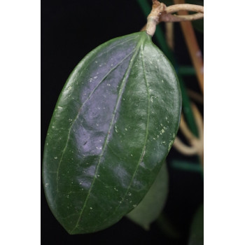 Hoya parasitica from Laos sklep z kwiatami hoya