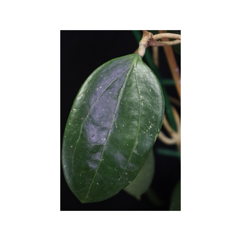 Hoya parasitica from Laos sklep z kwiatami hoya