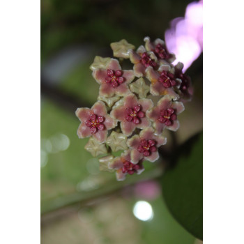 Hoya diversifolia SV412 sklep z kwiatami hoya