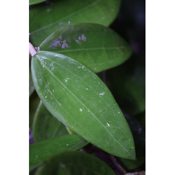Hoya pottsii ‘Kuranda’ IML0039 sklep z kwiatami hoya