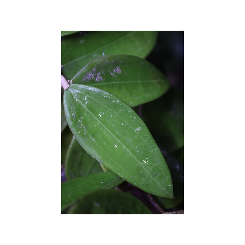 Hoya pottsii ‘Kuranda’ IML0039 sklep z kwiatami hoya