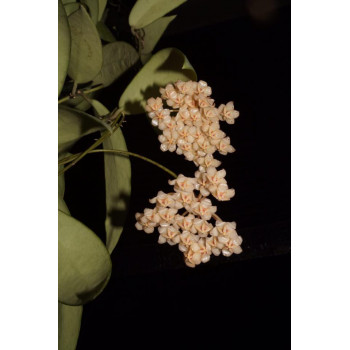 Hoya sigillatis ssp. paitanensis (UT011) sklep z kwiatami hoya