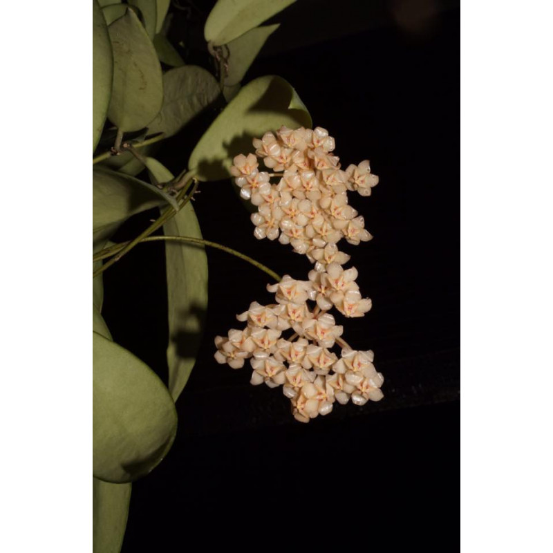 Hoya sigillatis ssp. paitanensis ( UT011) store with hoya flowers