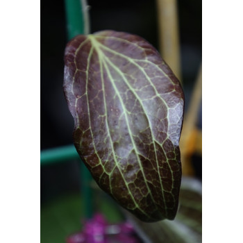 Hoya hellwigiana big leaves ( from USA ) internet store