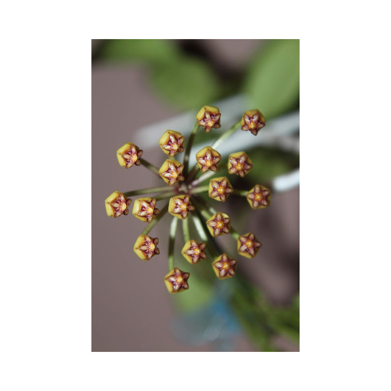 Hoya sp. EPC-690 IML0438 sklep z kwiatami hoya