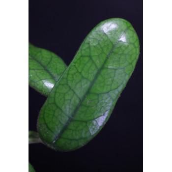 Hoya globulosa sklep z kwiatami hoya