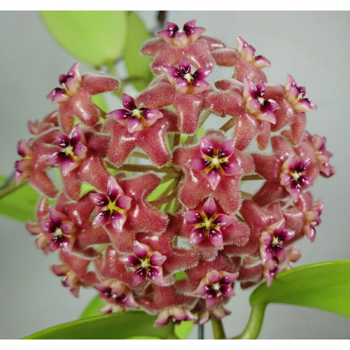 Hoya 'Kicki' - HOYAPASSION