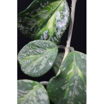 Hoya obovata variegata splash leaves internet store