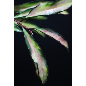 Hoya kentiana variegata sklep z kwiatami hoya