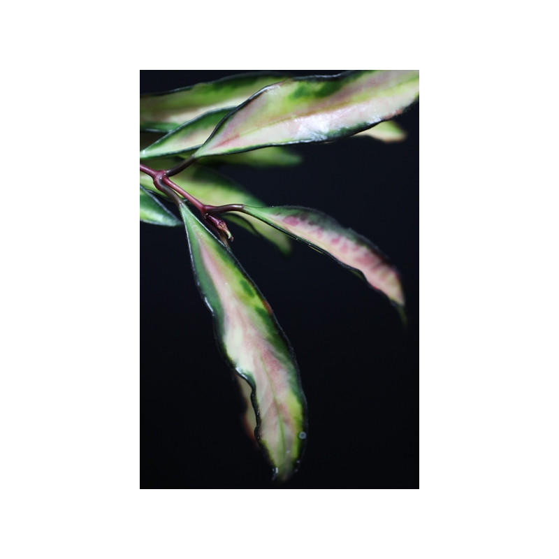 Hoya kentiana variegata sklep z kwiatami hoya