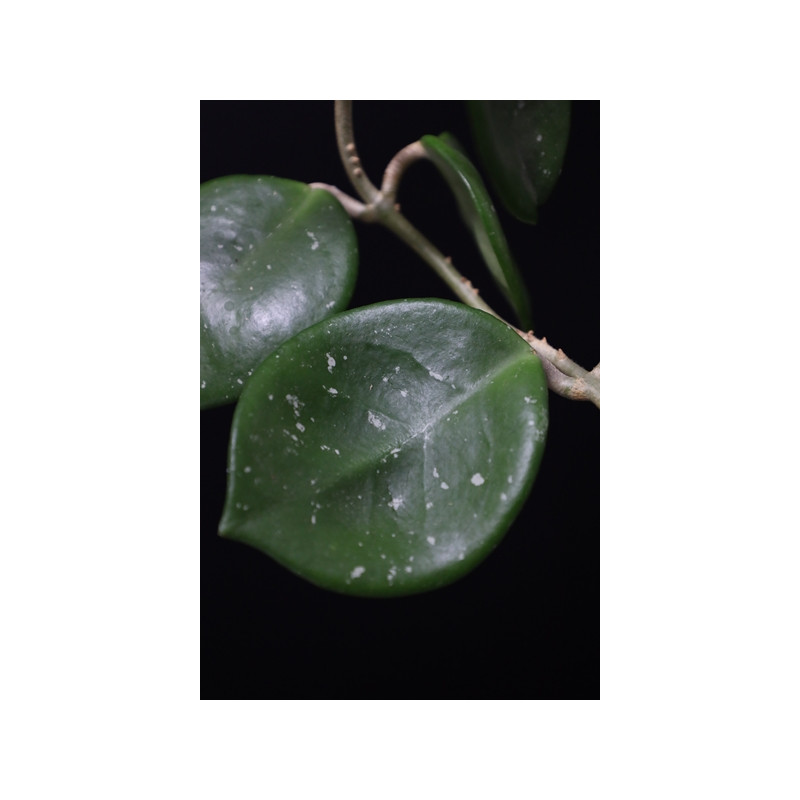 Hoya carnosa splash round leaves EPC-893 sklep z kwiatami hoya