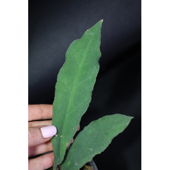 Hoya undulata long green leaves sklep z kwiatami hoya