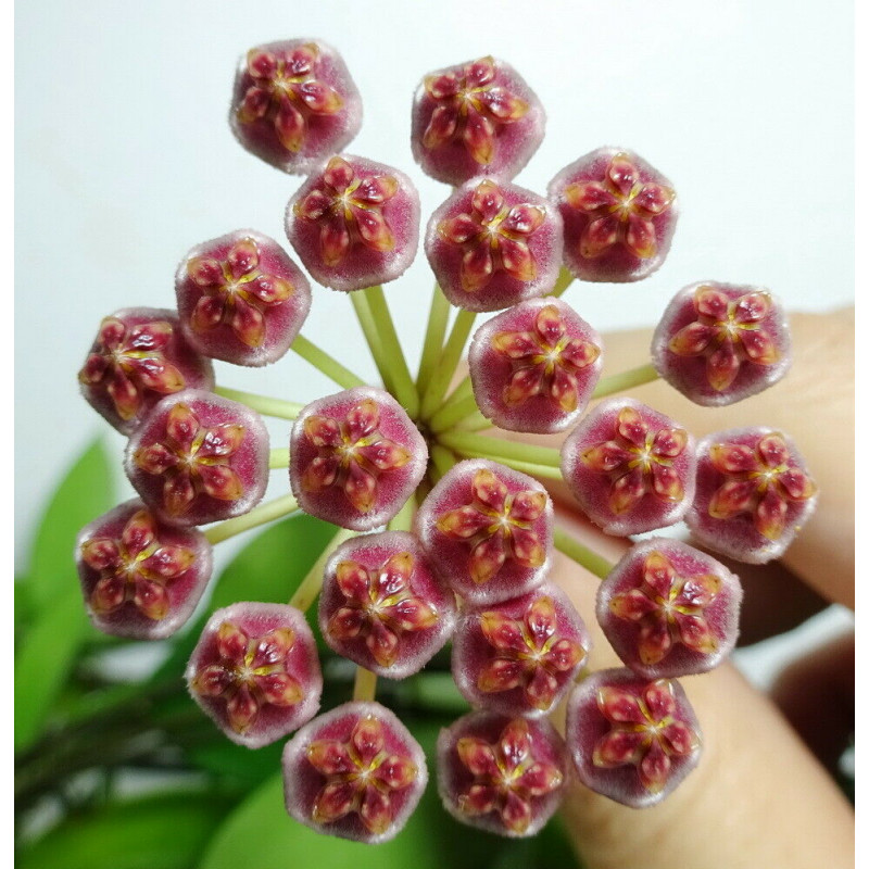 Hoya halophila store with hoya flowers