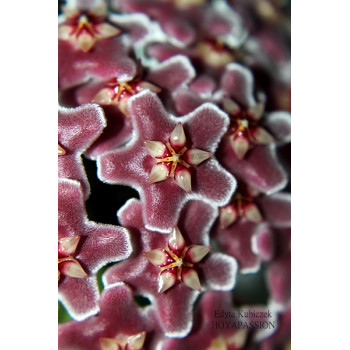 Hoya pubicalyx x fungii sklep z kwiatami hoya